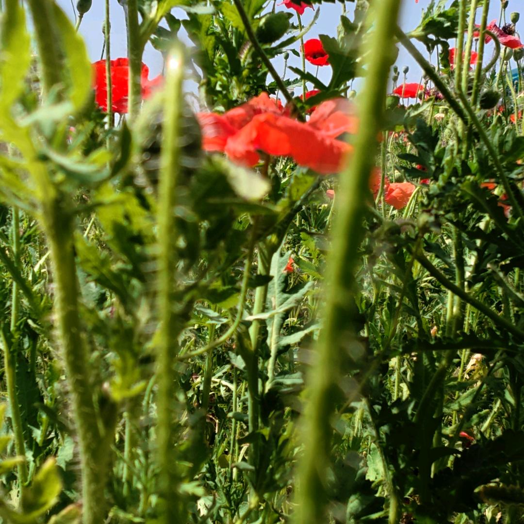 饭团是个舔舔怪
