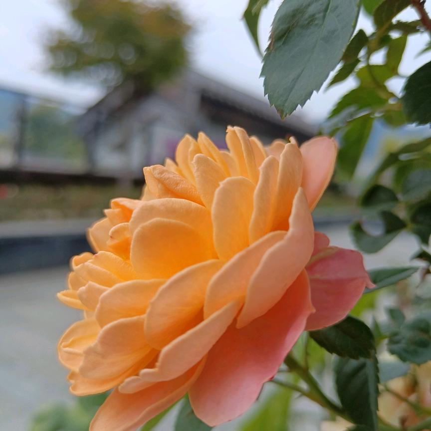 栋文