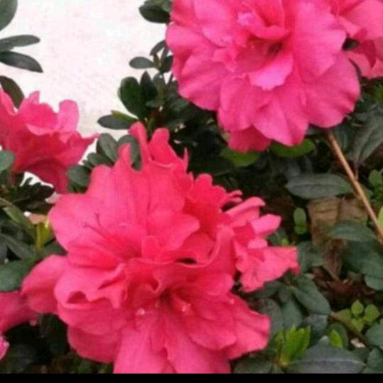 倾听花开