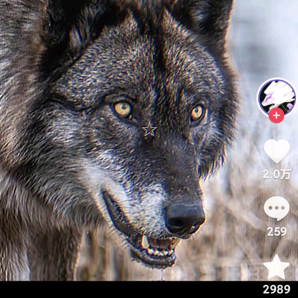 黑豹传奇一男神