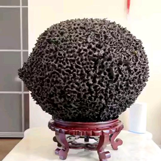 陆地珊瑚