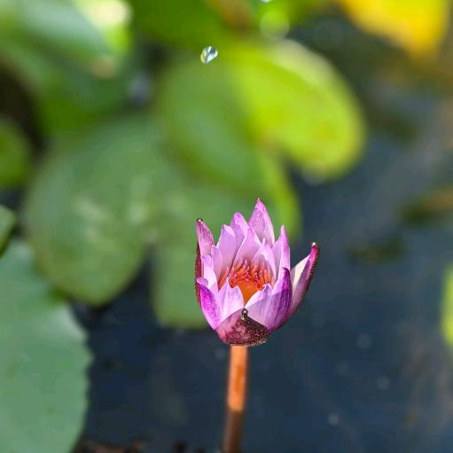🌸惜缘