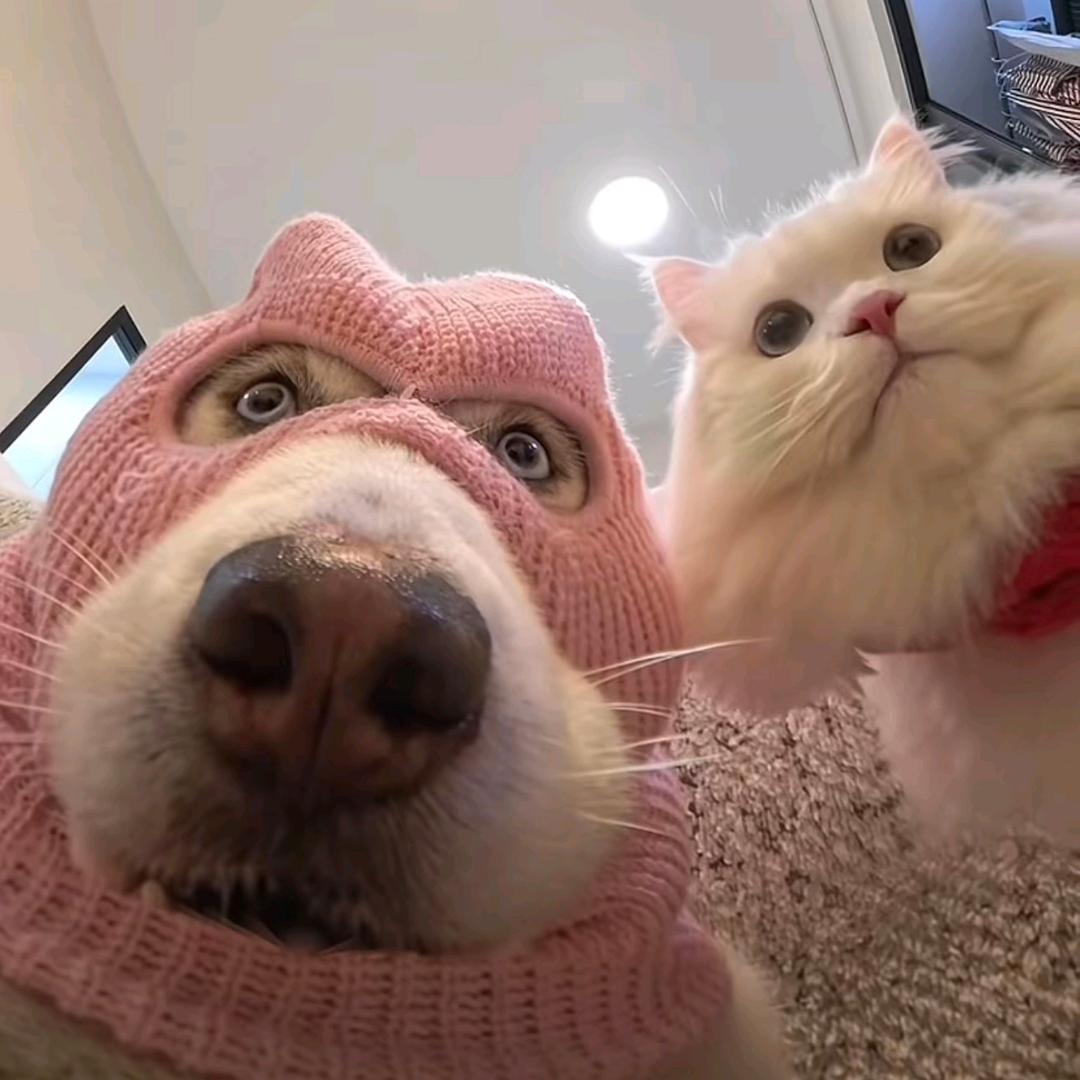 犯困小狗
