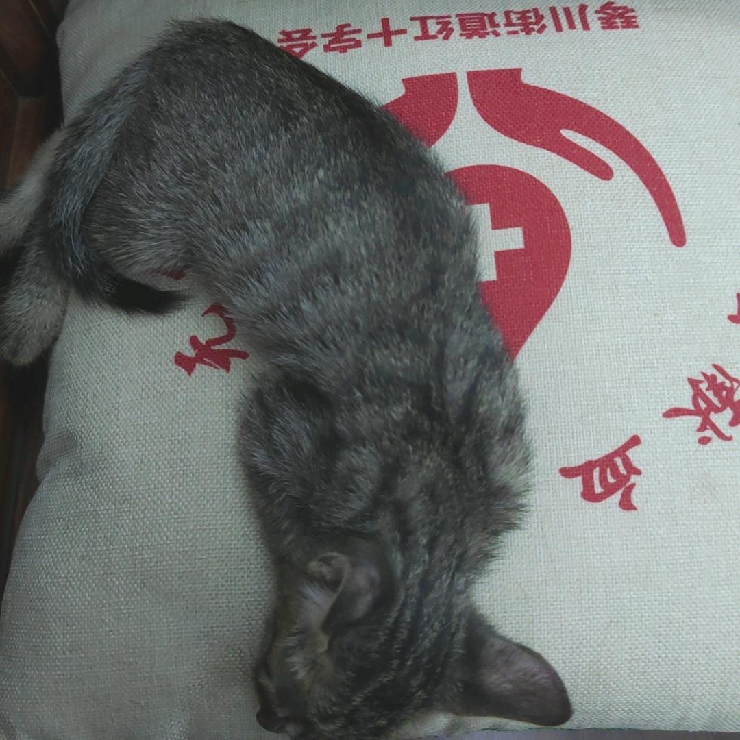 妈耶是只狸花喵