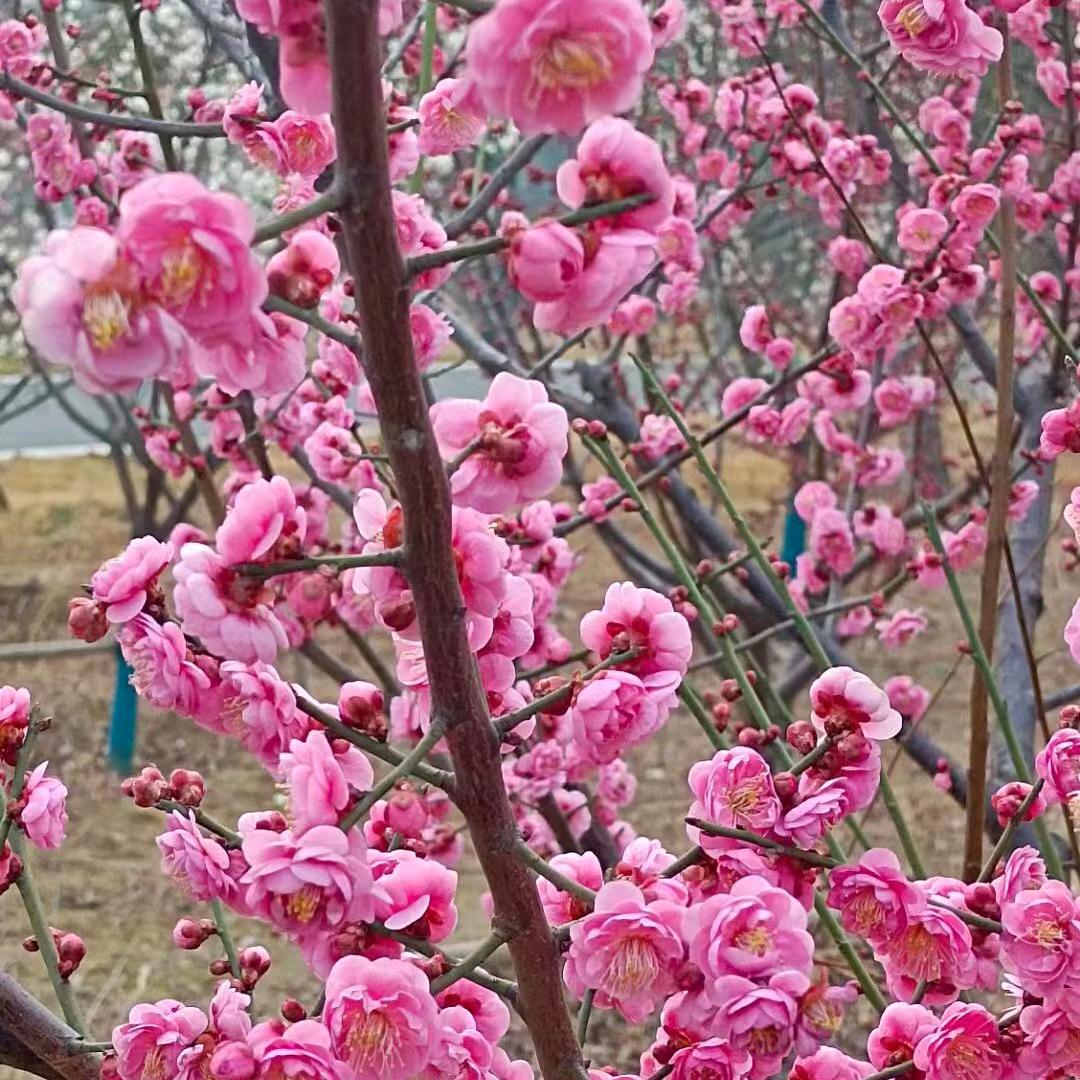 你的初吻给了谁