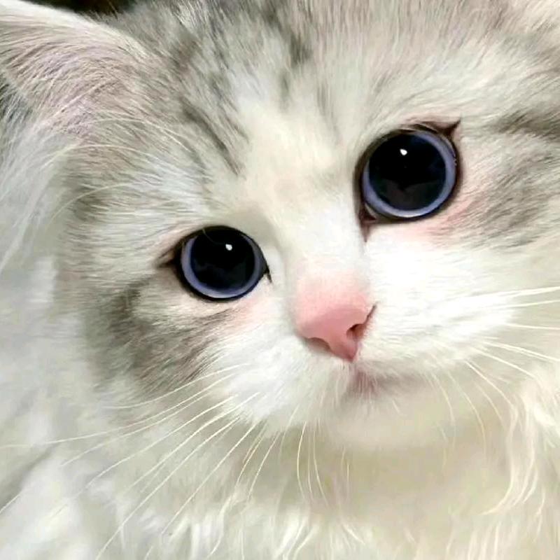 五只小萌宠✌✌