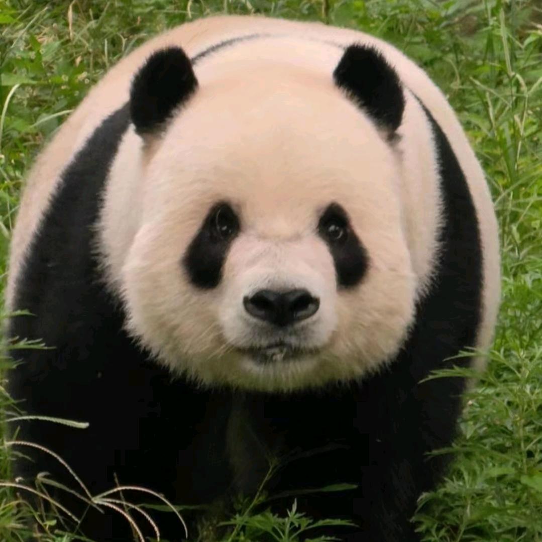 金子