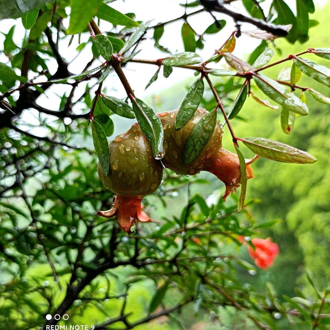 李惠