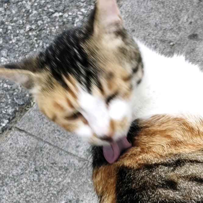 一根呆毛