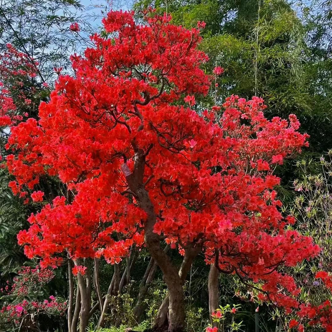 霞姐映山红花卉（一手货源）