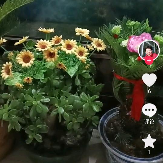 花花，草草