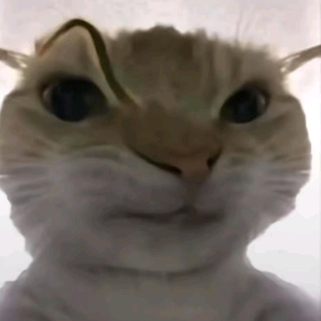 疯狂的鼠鼠