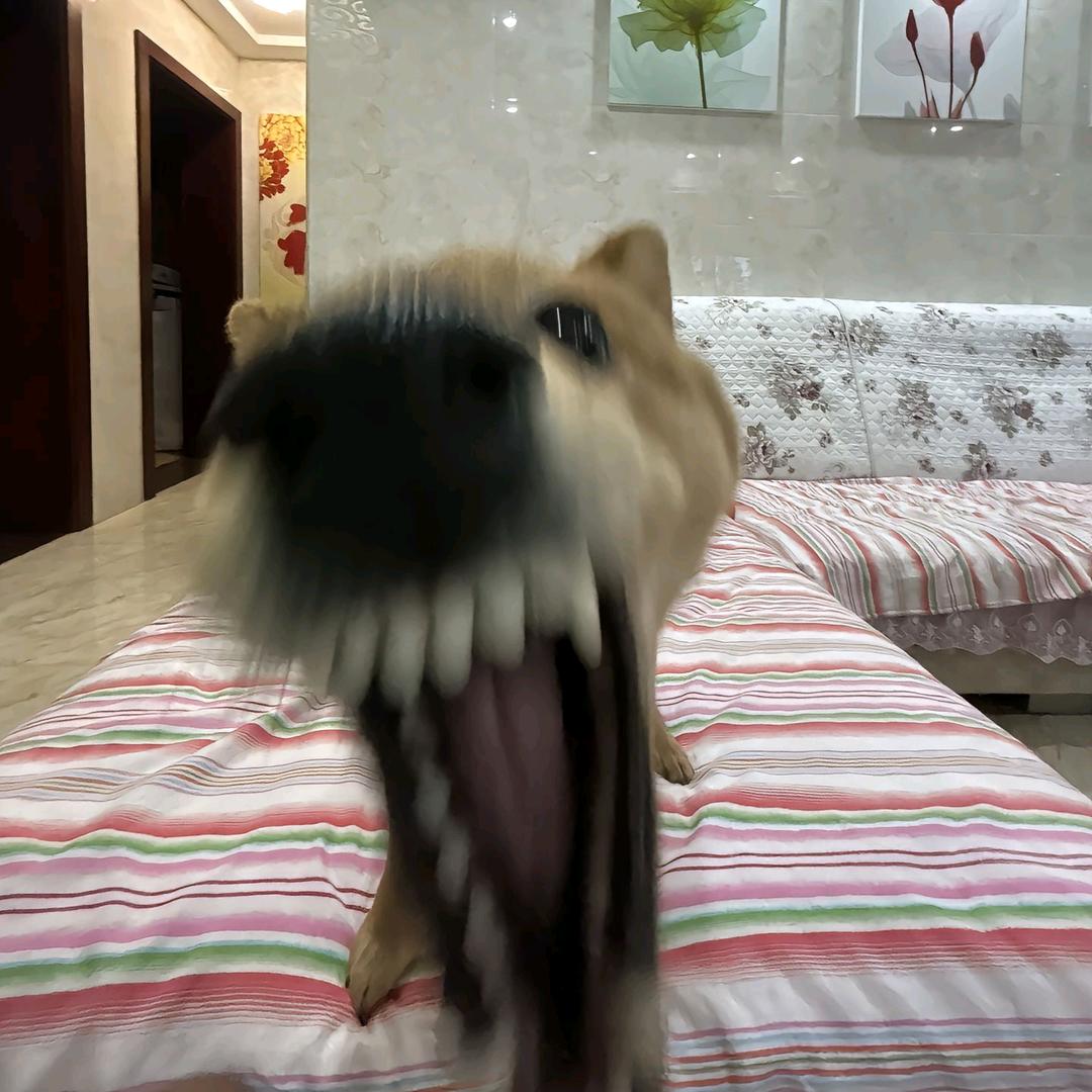 栀笙悸
