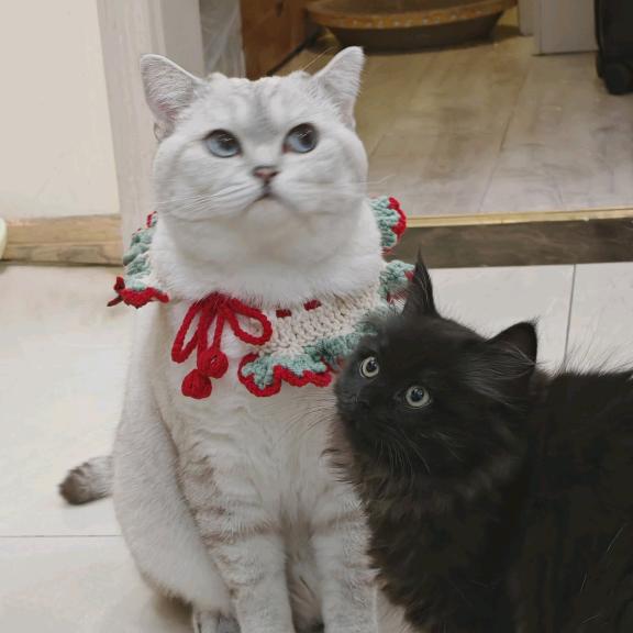 冻干零食的衣柜