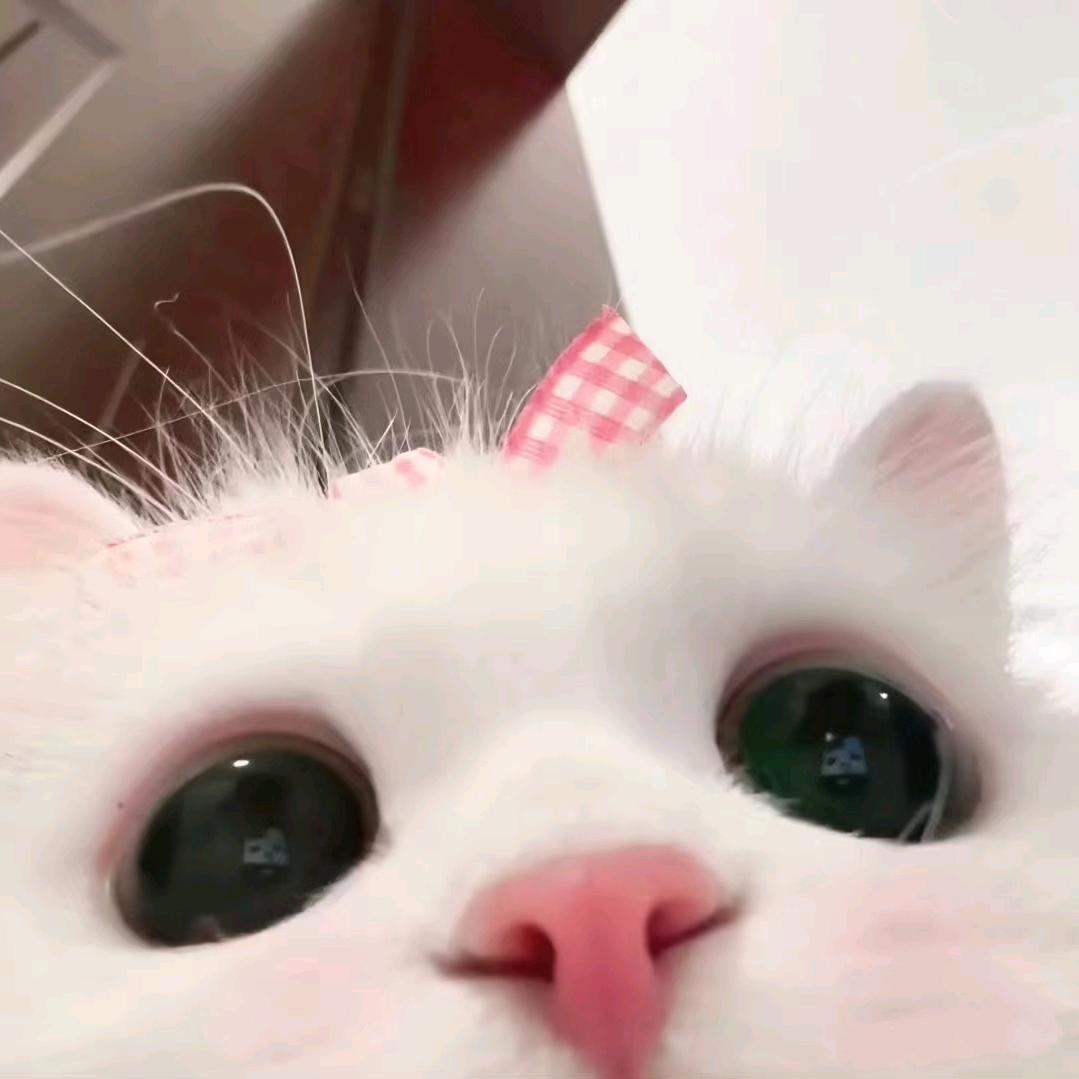 一点的猫