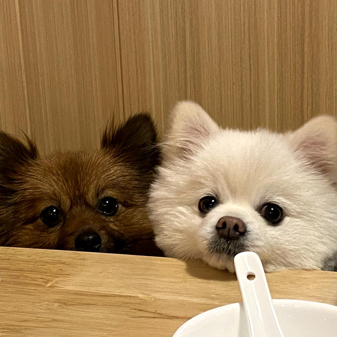 双犬董事长苹果派