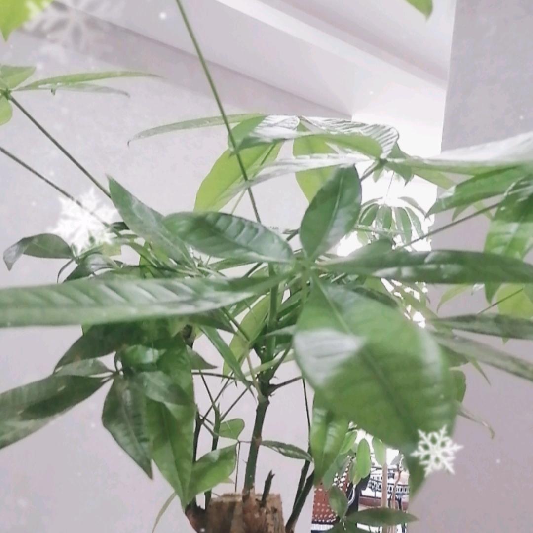 幸运草💃