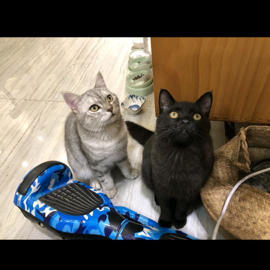 小乖的欢乐人生