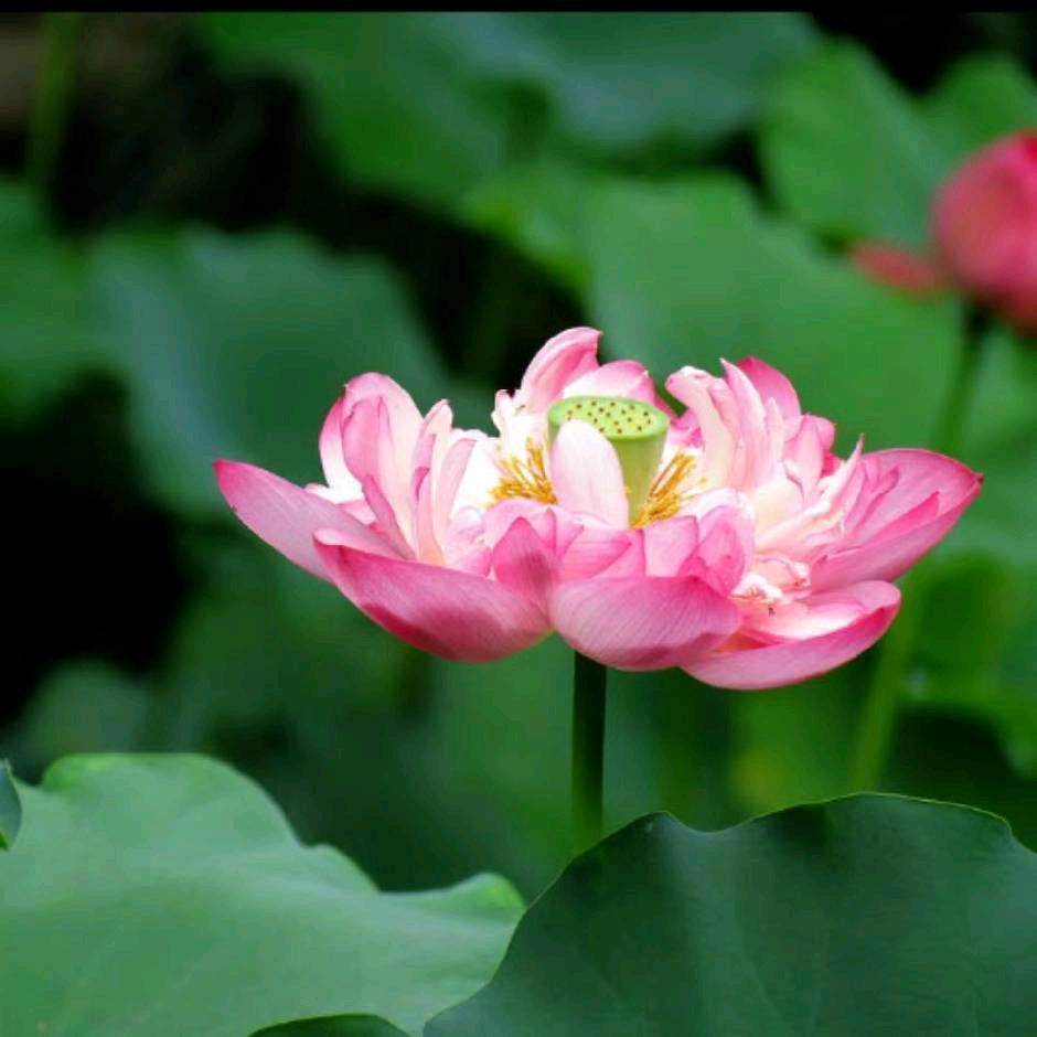 福小朱