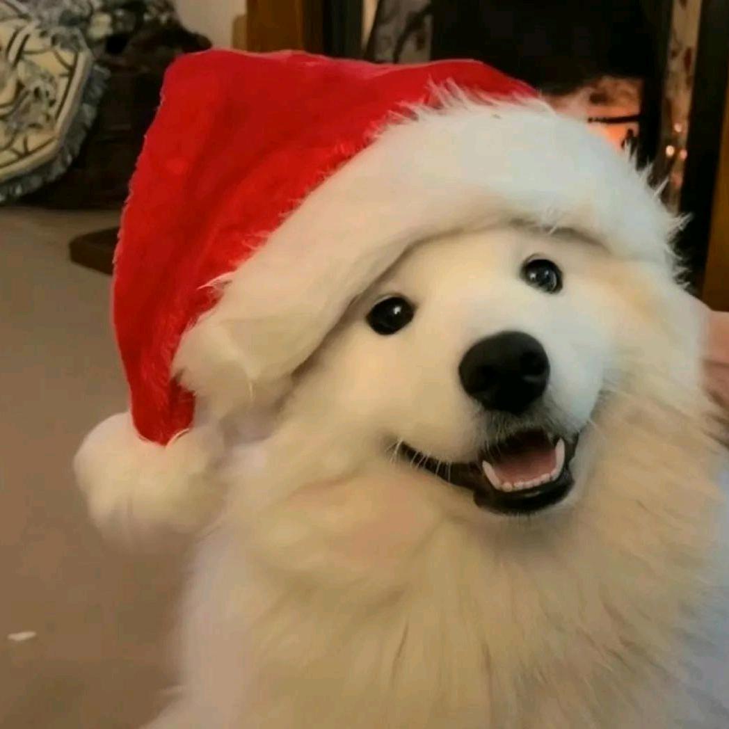 大脾气公主和受气包