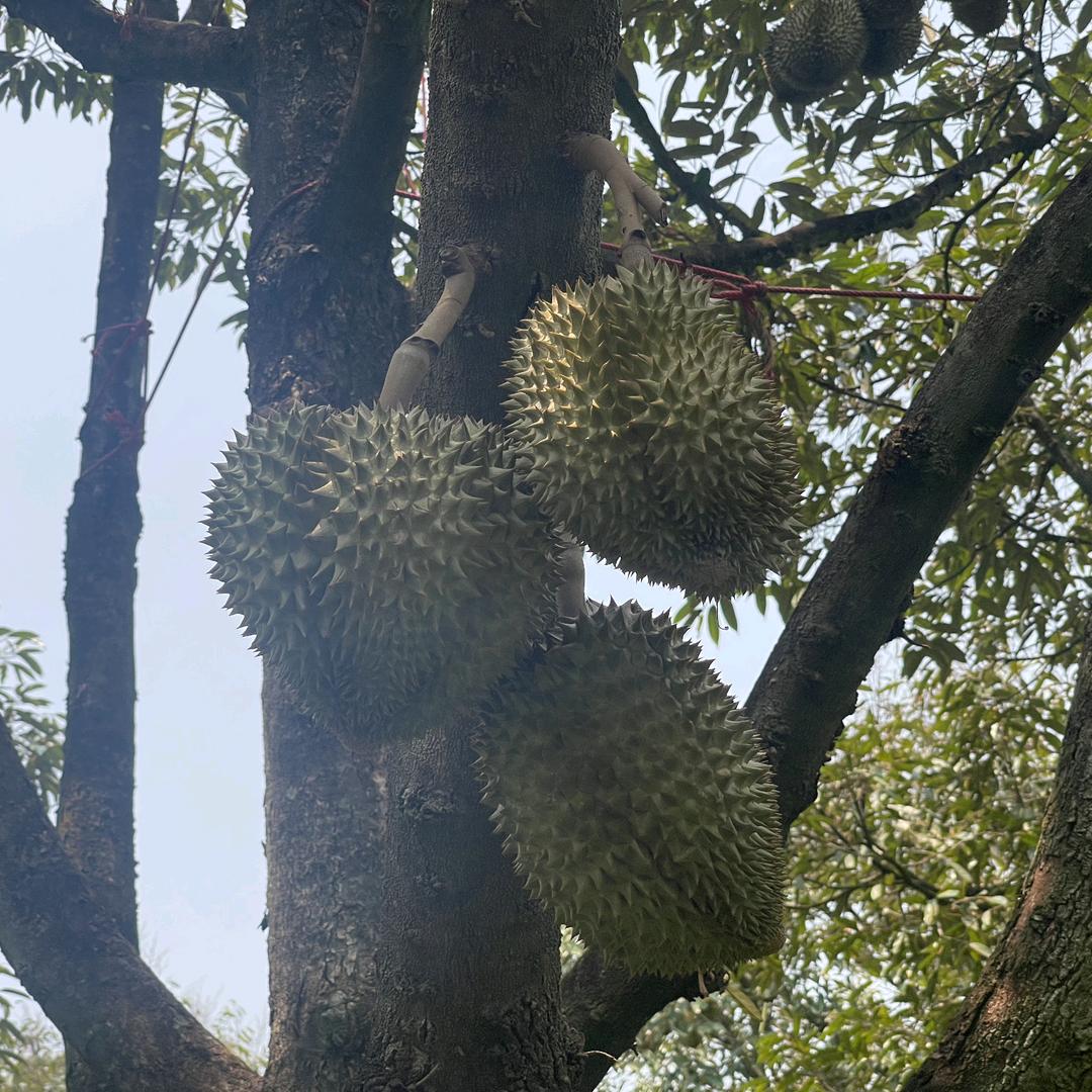 果派鲜森