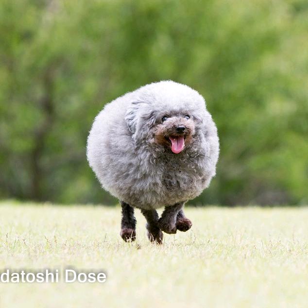 灵囿毛球改造局