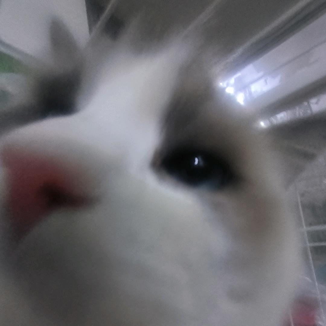 点子王本王