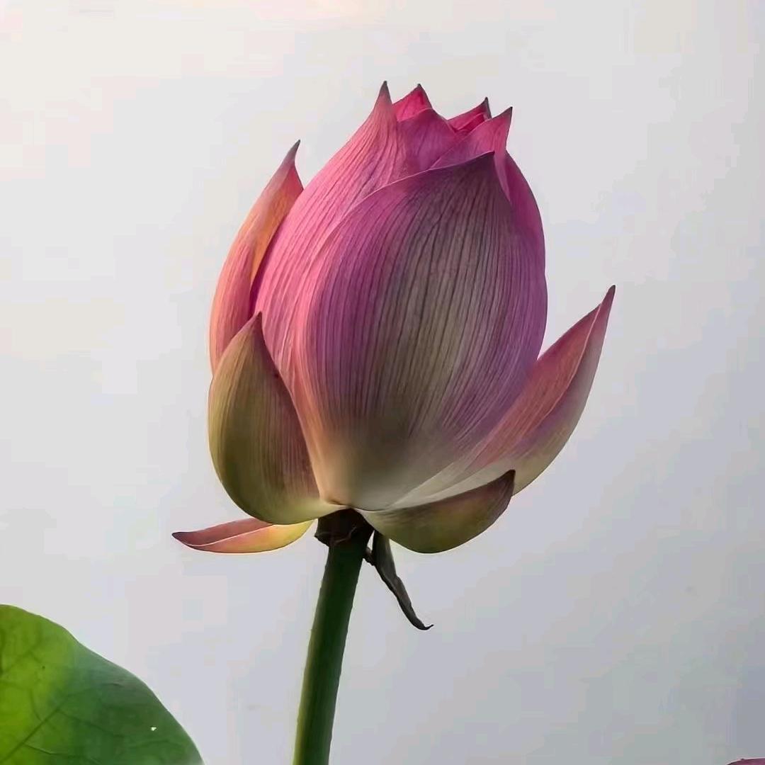 小七米