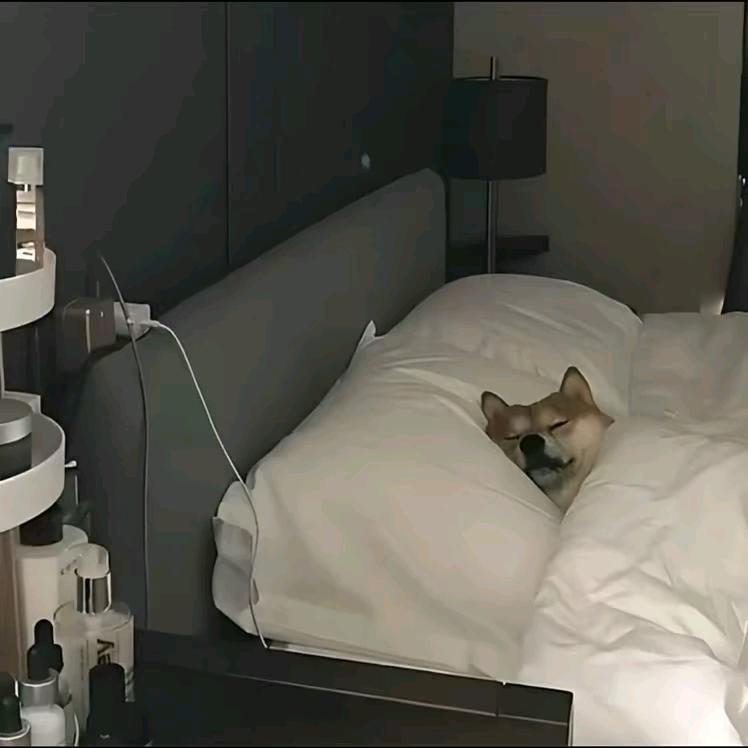 中才摄韵