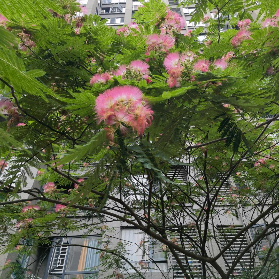 新怡来咯