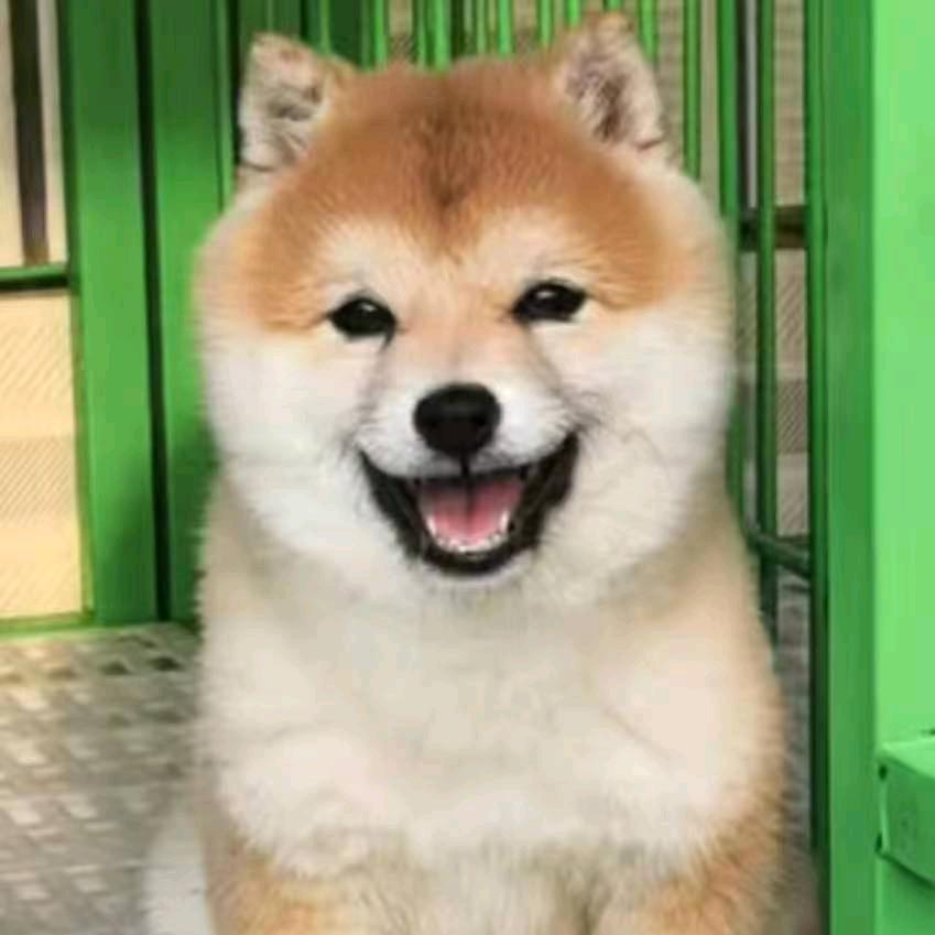 三哥  养狗