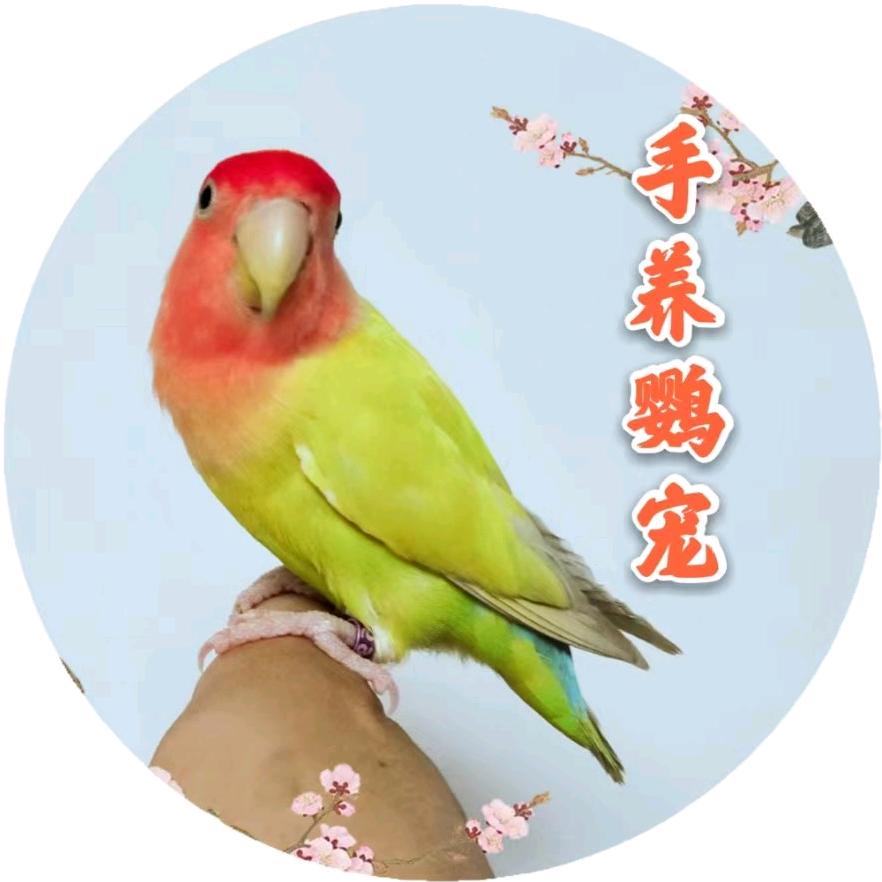 手养鹦宠