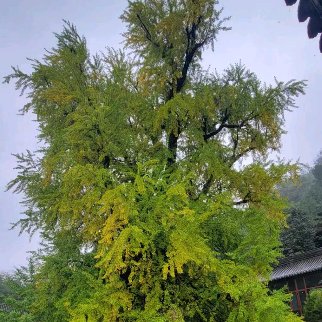 小郭