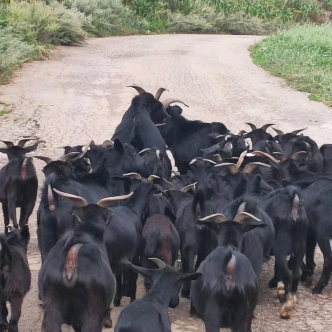 小康养殖买卖黑山羊，育肥小公牛