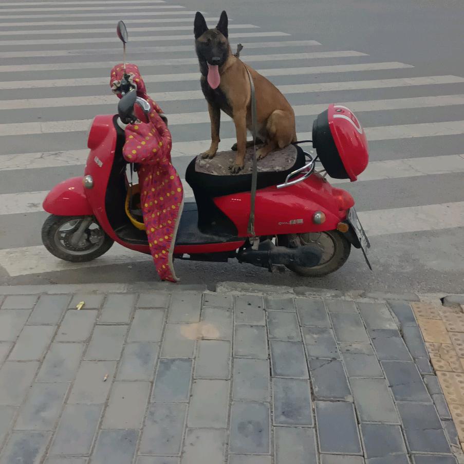 马犬༂༂༂皇冠