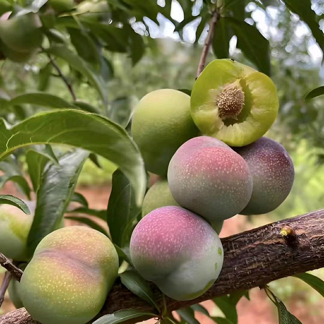 小王爱吃肉▬▬|▅▅▅▅▅▅▆▆▇◤