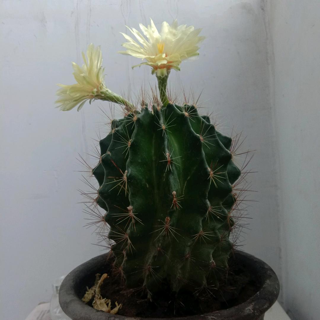 下一个
