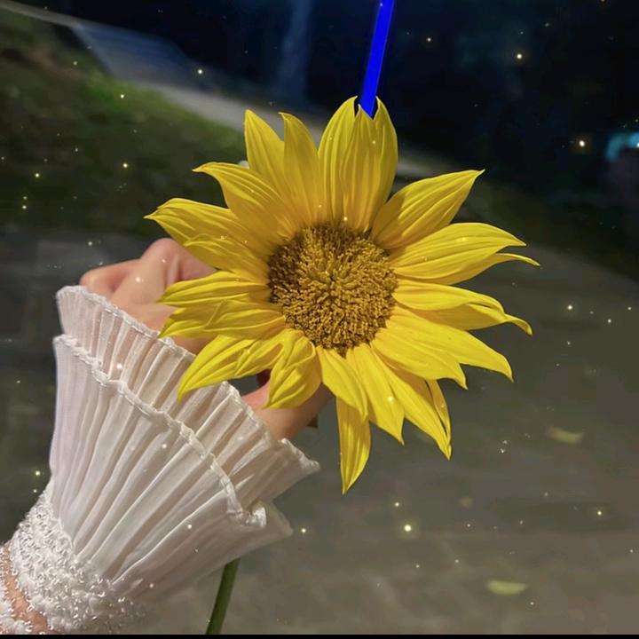 蚂蚁点点🐉🐰