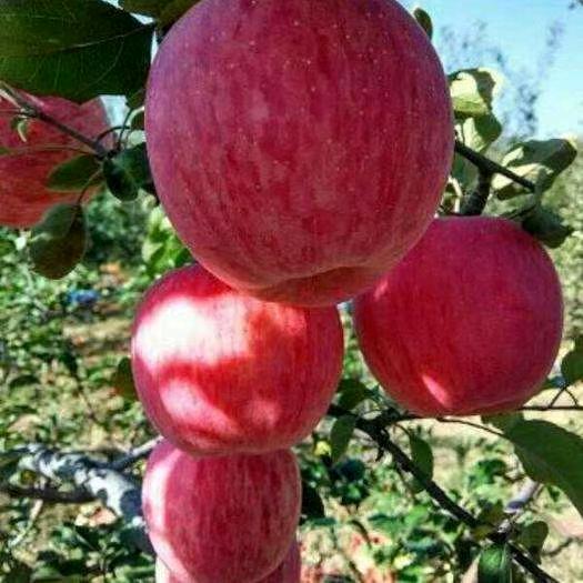小马哥果蔬供应链