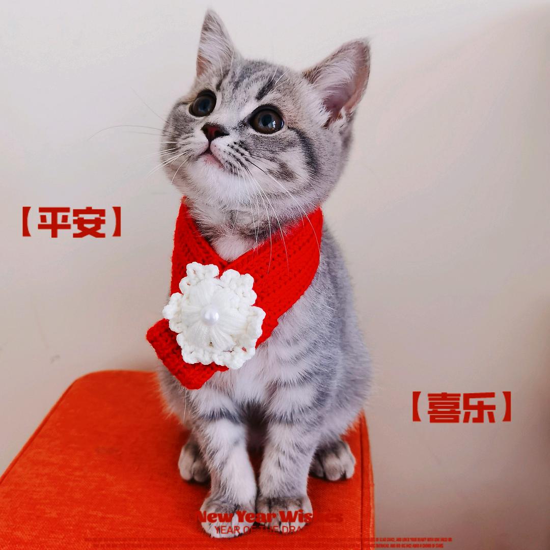 花花是个喵