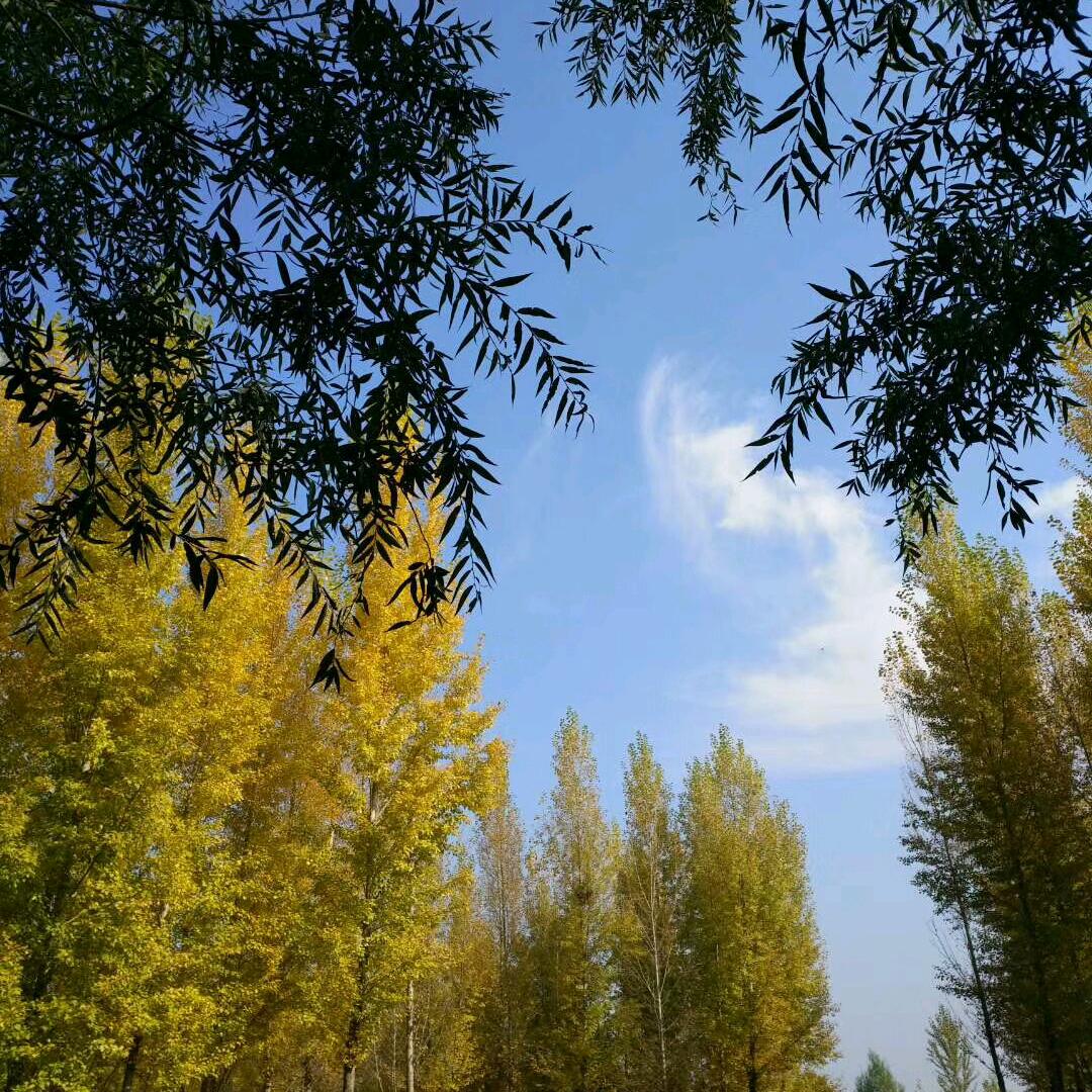 爱音乐