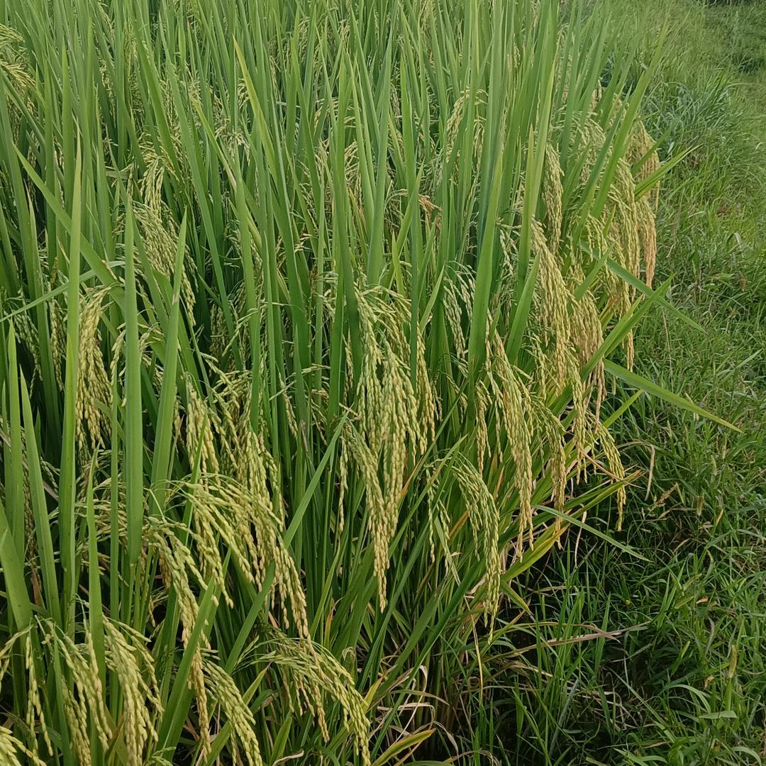 💞熟悉的ღ陌生人*^O^*🍒