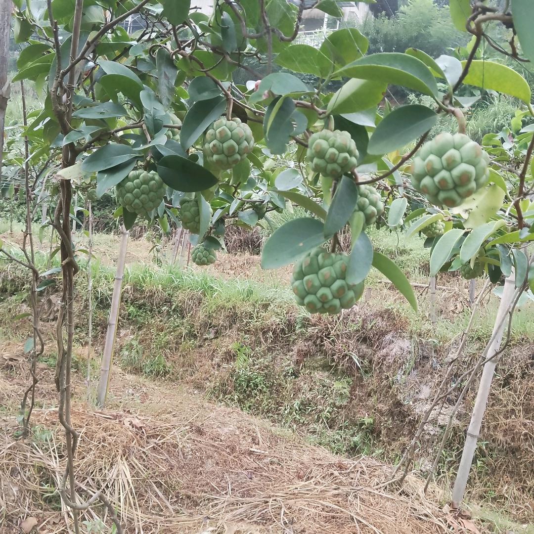 秀秀
