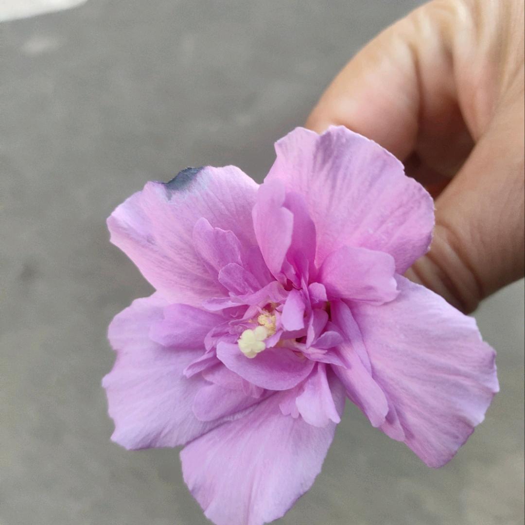 果果家