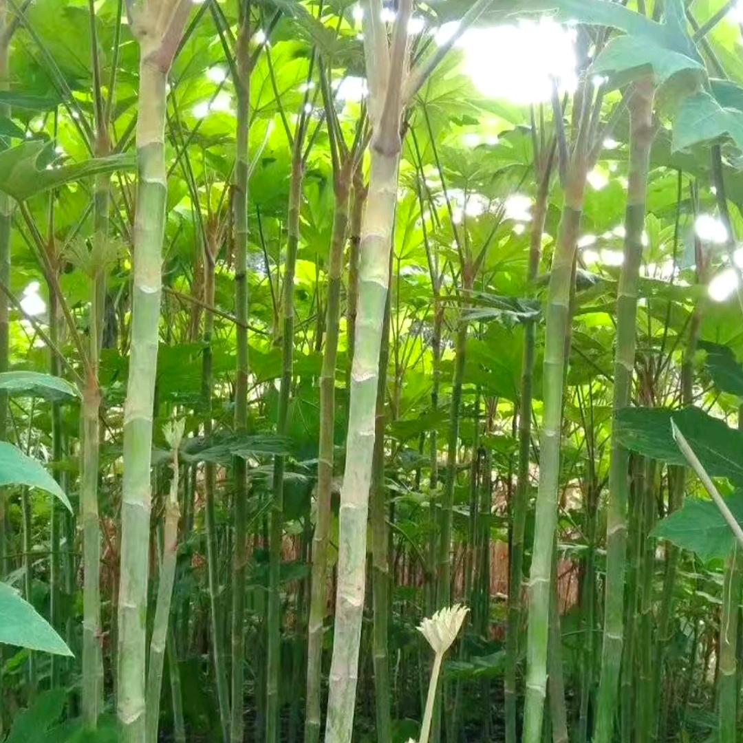 曾歌识本草