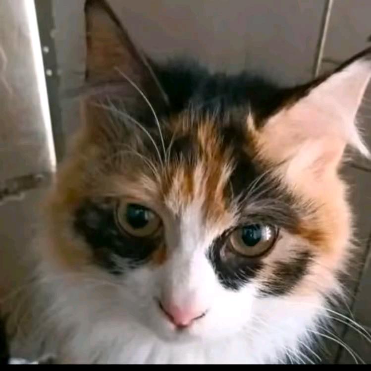 幸福的海猫