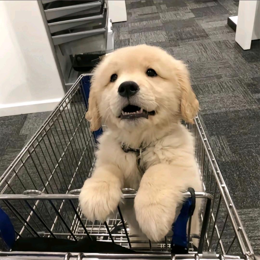 易牧宠物用品