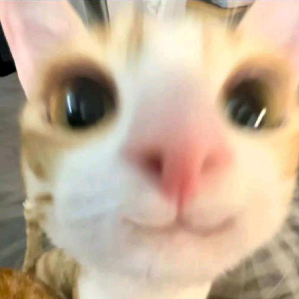 臭屁虫香菜