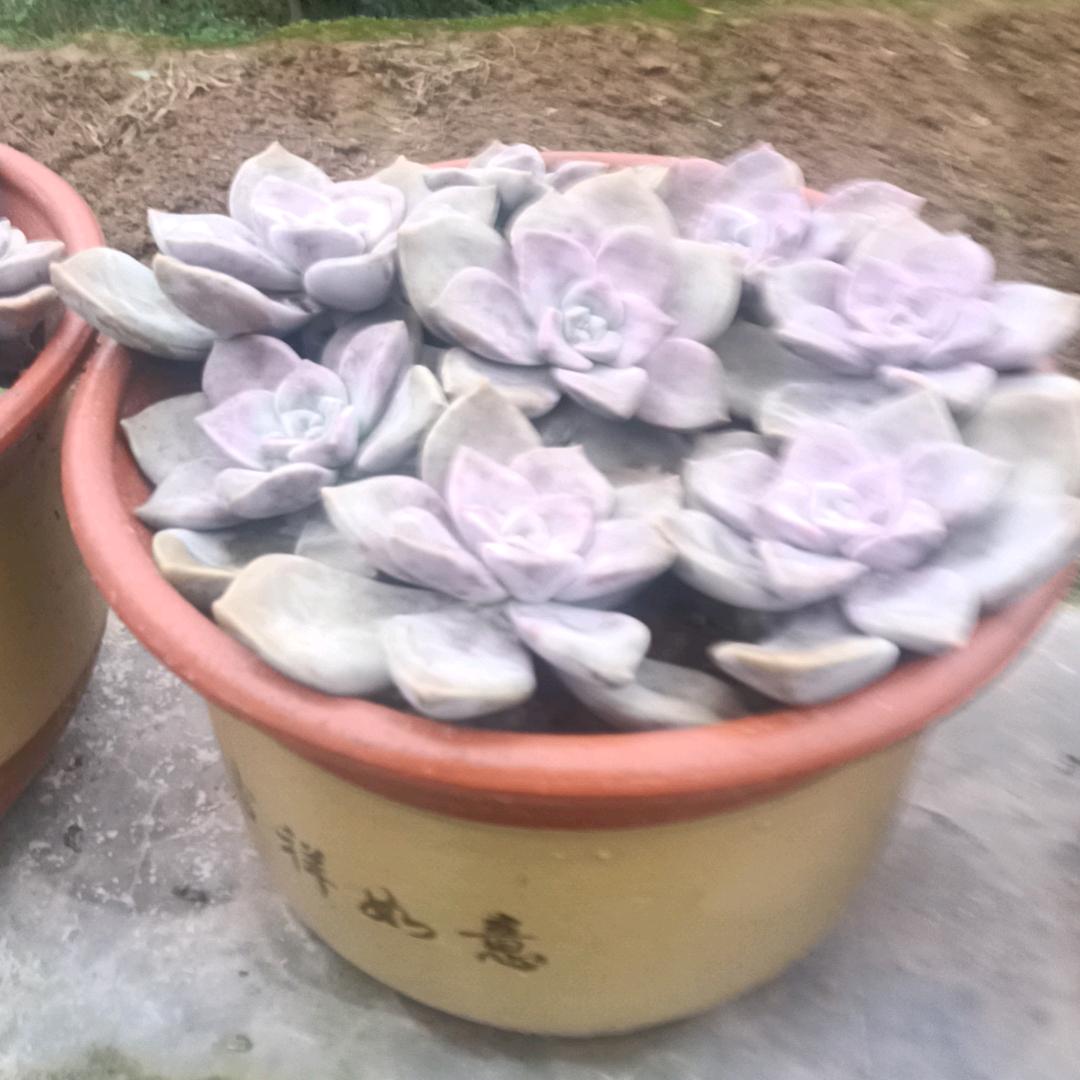 等你一万年