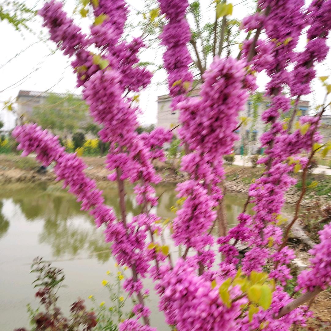 花花